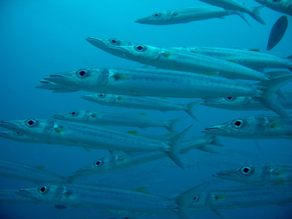 Bigeye Barracuda
