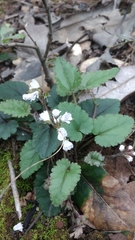 Veronica californica
