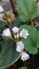 Veronica californica