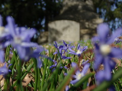 Scilla forbesii