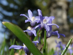 Scilla forbesii