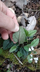 Veronica californica