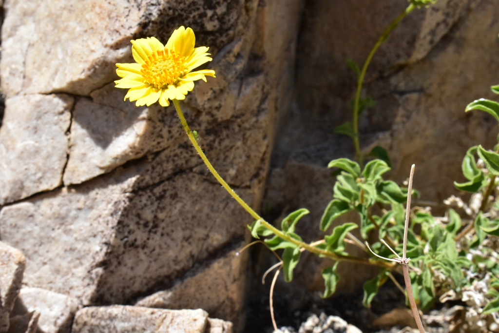 Virgin River Brittlebush from Pahrump, NV, USA on April 10, 2019 at 02