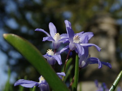 Scilla forbesii