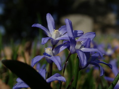 Scilla forbesii
