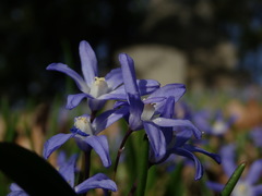 Scilla forbesii