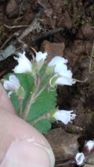 Veronica californica