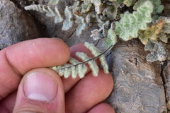 Myriopteris parryi image