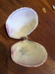 Semele decisa