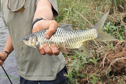 Spitsneus-grootschubbarbeel (Labeobarbus oxyrhynchus) — Cyprinidae