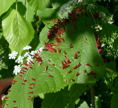 Anthriscus sylvestris