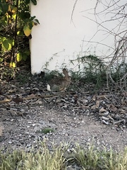 Sylvilagus audubonii