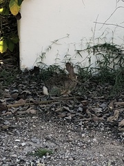 Sylvilagus audubonii