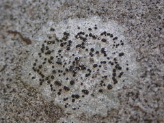 Lecanora argentea