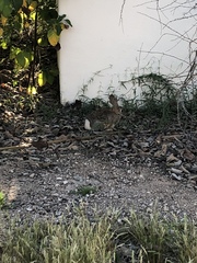 Sylvilagus audubonii