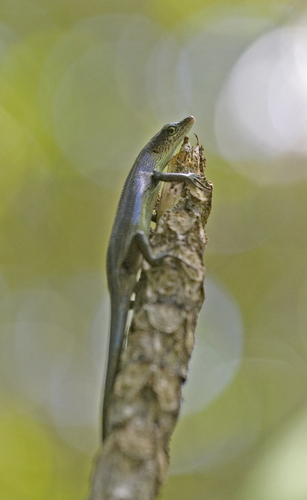 Emoia caeruleocauda observed 2009-09-20
