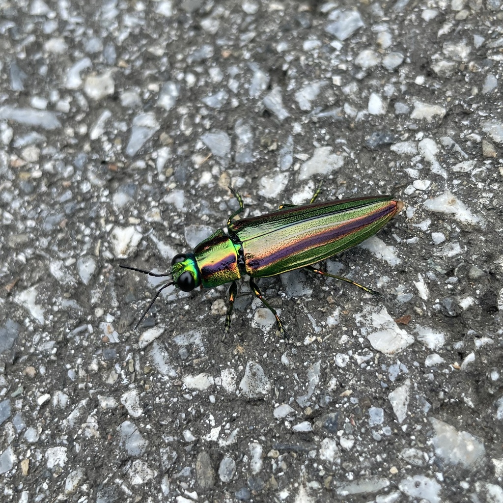 Okinawa Jewel Beetle