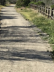 Callipepla californica