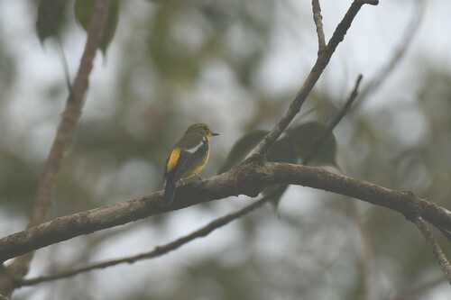 Green-backed Flycatcher (Ficedula elisae), photo 8