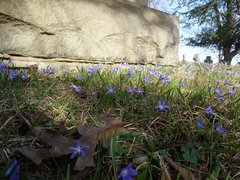 Scilla forbesii
