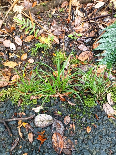 Image of Carex dissita by (c) Oscar Dove, some rights reserved (CC BY)