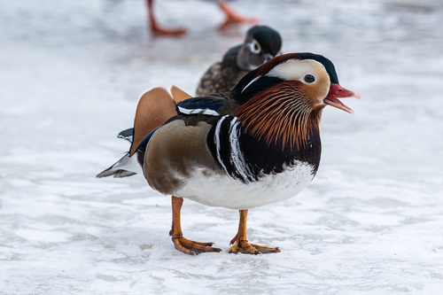 Canard mandarin
