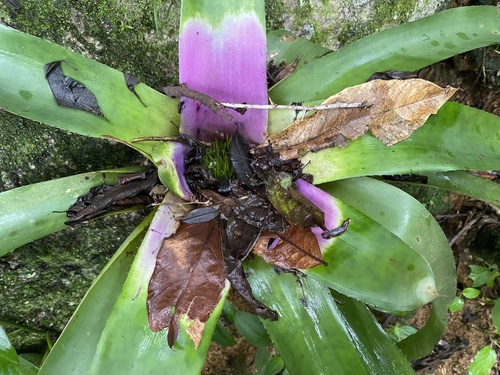 Foto de Bromélia