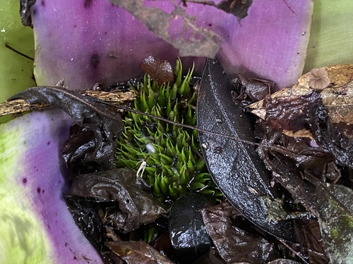 Foto de Bromélia