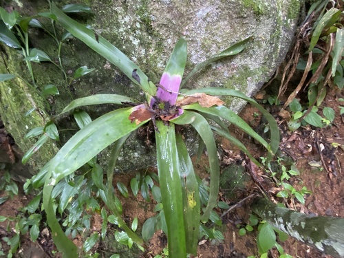 Foto de Bromélia