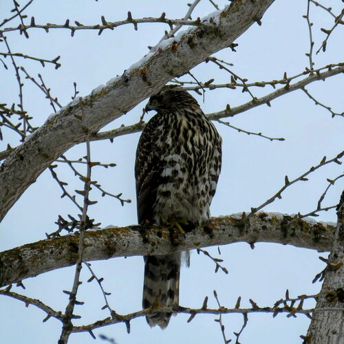 American Goshawk photographed in Idaho
