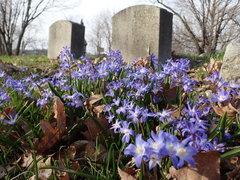 Scilla forbesii