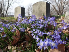 Scilla forbesii