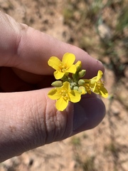 Physaria tenella