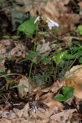 Cardamine dissecta