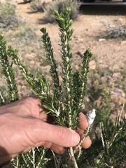 Tetradymia glabrata