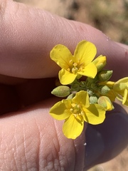 Physaria tenella