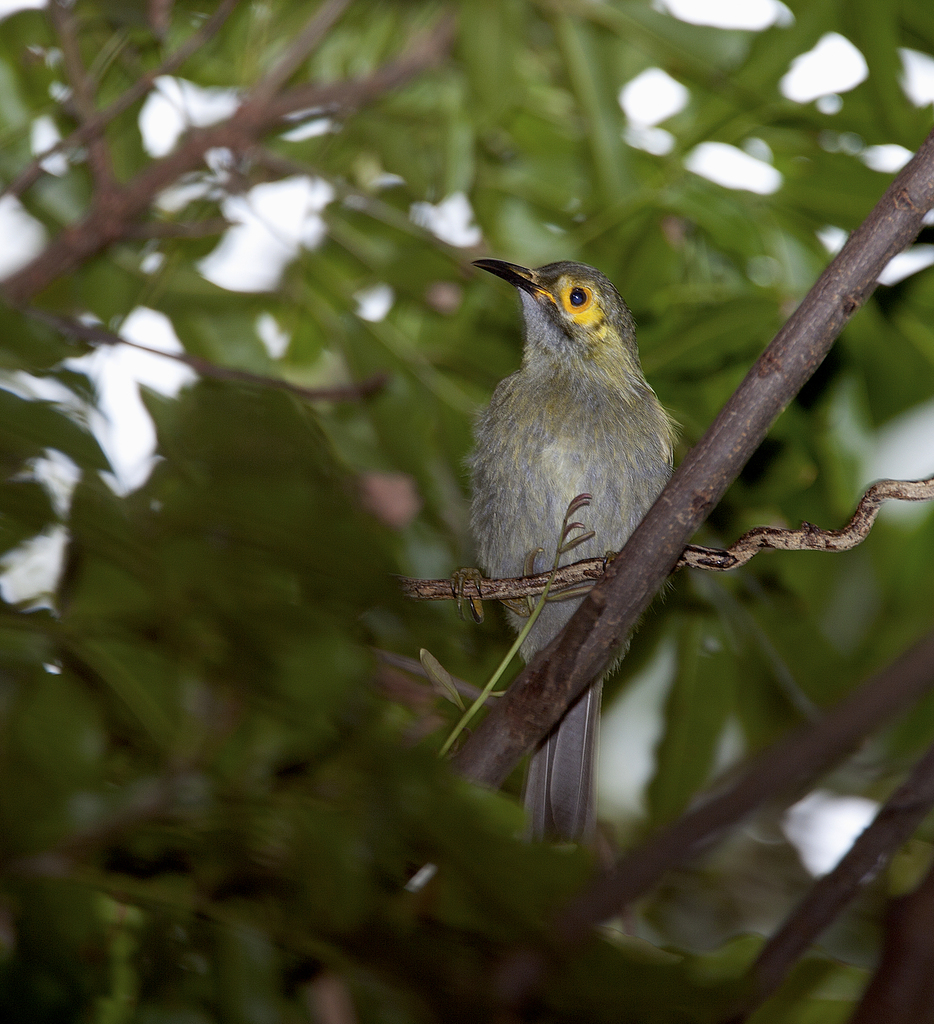 Kadavu Honeyeater (Meliphacator provocator)
