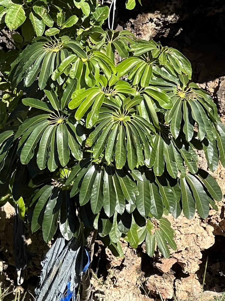 Australian Umbrella Tree from Puerto Rico, Quebradillas, Puerto Rico, US on January 21, 2024 at