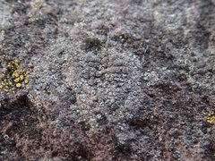 Lecanora cenisia