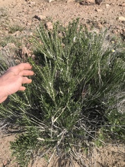 Tetradymia glabrata