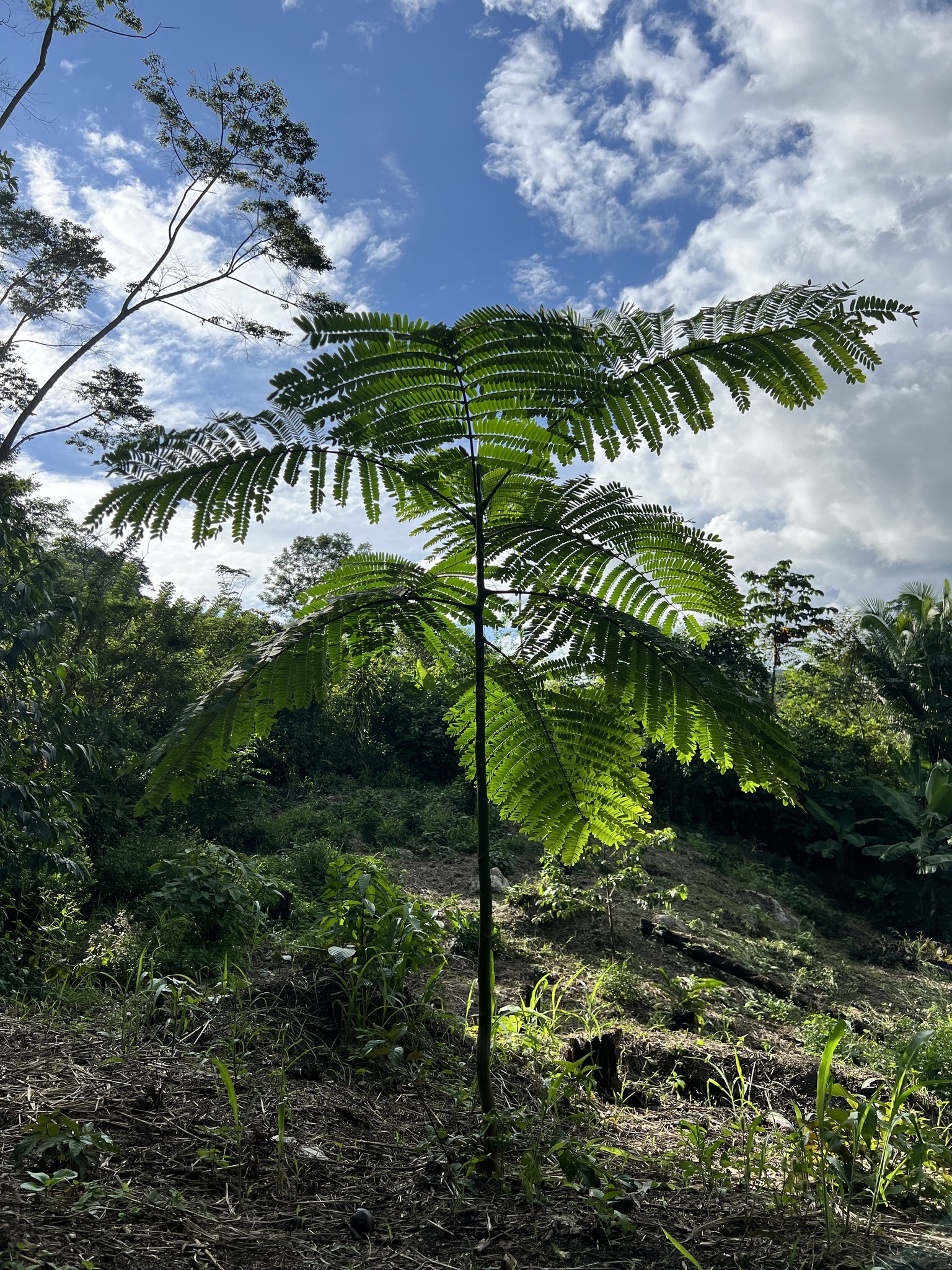 Imagem de Guapuruvu