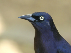 Carib Grackle photo 3
