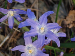 Scilla forbesii