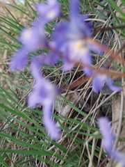 Scilla forbesii