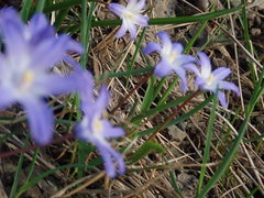 Scilla forbesii