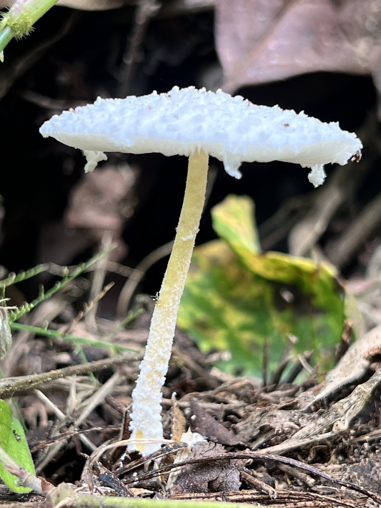 Leucocoprinus cretaceus · January 2024 · photo: © gptwisted (iNaturalist, cc0)