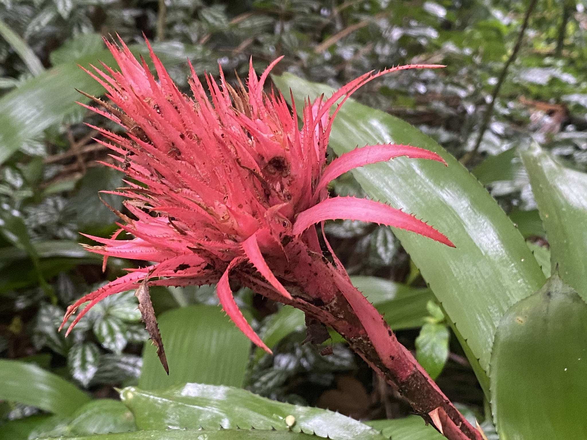 Imagem de Bromélia
