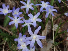 Scilla forbesii