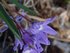 Scilla forbesii