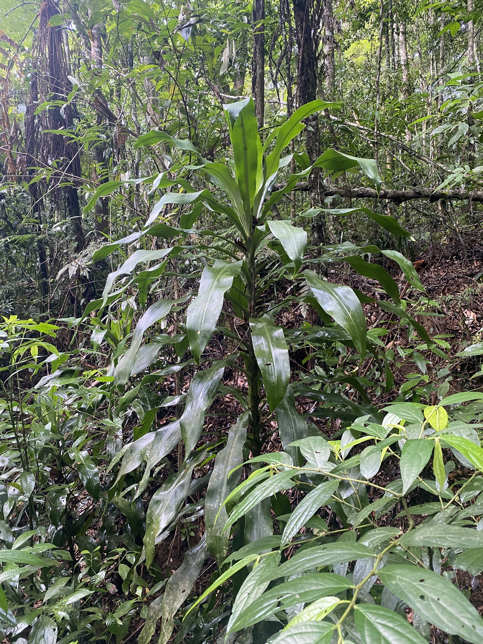 Imagem de Pau-d'água